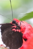 Butterfly-and-Insect-World-005