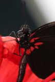Butterfly-and-Insect-World-007