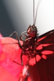Butterfly-and-Insect-World-008
