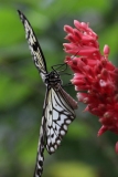 Butterfly-and-Insect-World-009