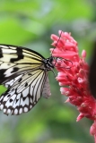 Butterfly-and-Insect-World-010