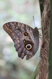 Butterfly-and-Insect-World-012