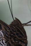 Butterfly-and-Insect-World-013