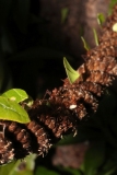 Butterfly-and-Insect-World-016