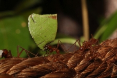 Butterfly-and-Insect-World-019