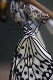 Butterfly-and-Insect-World-022