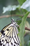 Butterfly-and-Insect-World-024