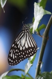 Butterfly-and-Insect-World-026