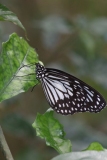 Butterfly-and-Insect-World-027