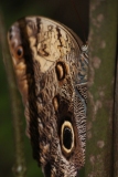 Butterfly-and-Insect-World-035