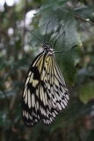 Butterfly-and-Insect-World-037