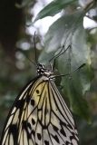 Butterfly-and-Insect-World-038