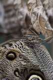 Butterfly-and-Insect-World-042