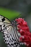 Butterfly-and-Insect-World-043