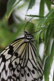 Butterfly-and-Insect-World-046