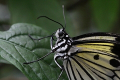 Butterfly-and-Insect-World-048
