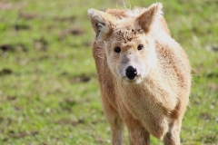 Deer-Centre-006