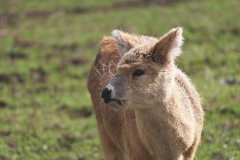 Deer-Centre-007