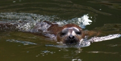 Deer-Centre-021