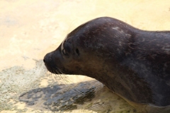 Deer-Centre-023