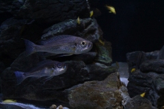 London-Zoo-002