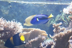 London-Zoo-003