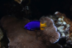 London-Zoo-005