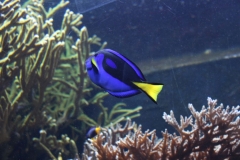 London-Zoo-006