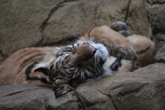 London-Zoo-009
