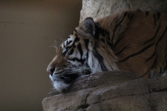 London-Zoo-010