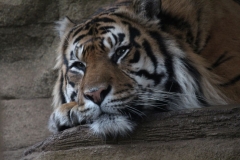 London-Zoo-011