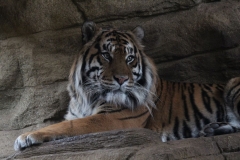 London-Zoo-013