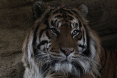 London-Zoo-014