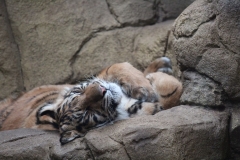 London-Zoo-015