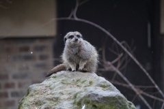 London-Zoo-016