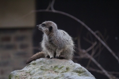 London-Zoo-017