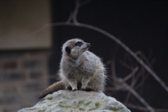 London-Zoo-018