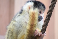 London-Zoo-019