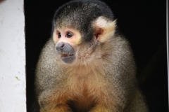 London-Zoo-020