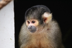 London-Zoo-021
