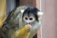 London-Zoo-022