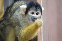 London-Zoo-023