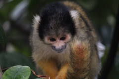 London-Zoo-024