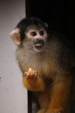 London-Zoo-025