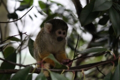 London-Zoo-026