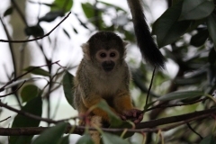 London-Zoo-027