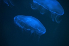 London-Zoo-031