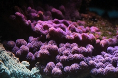 London-Zoo-032