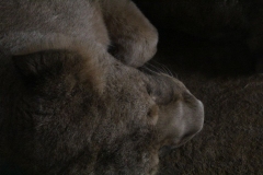 London-Zoo-038