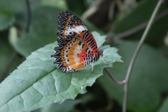 London-Zoo-041